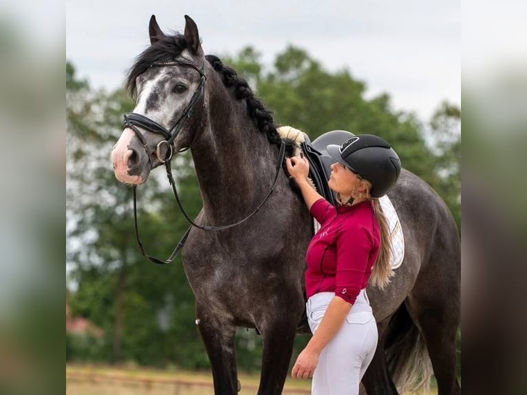 PRE Mix Castrone 5 Anni 168 cm Grigio in Rosengarten