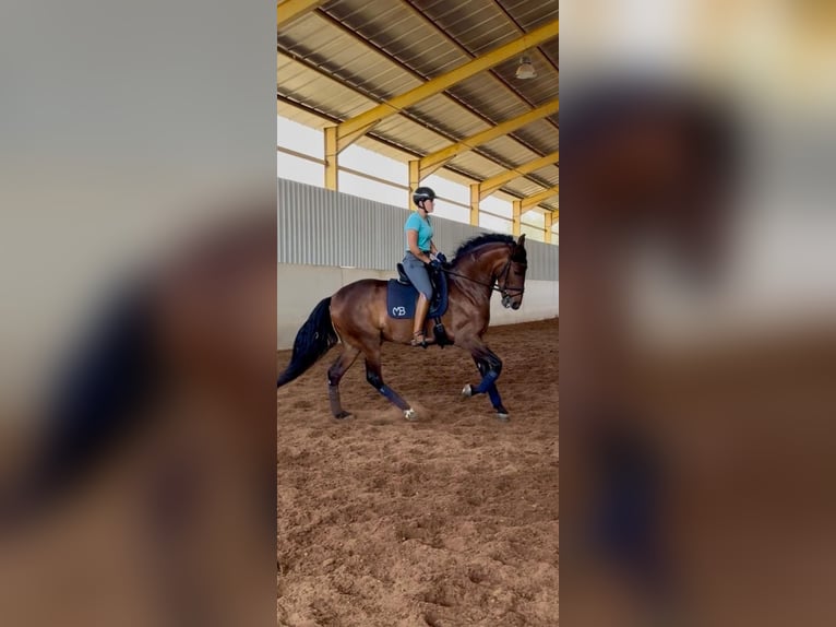 PRE Castrone 5 Anni 170 cm Baio in Punta Prima