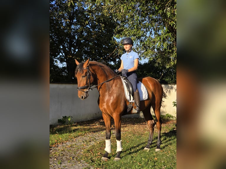 PRE Castrone 5 Anni 170 cm Baio in Schwäbisch Gmünd