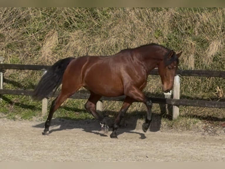 PRE Mix Castrone 5 Anni 170 cm Baio ciliegia in pont l'eveque