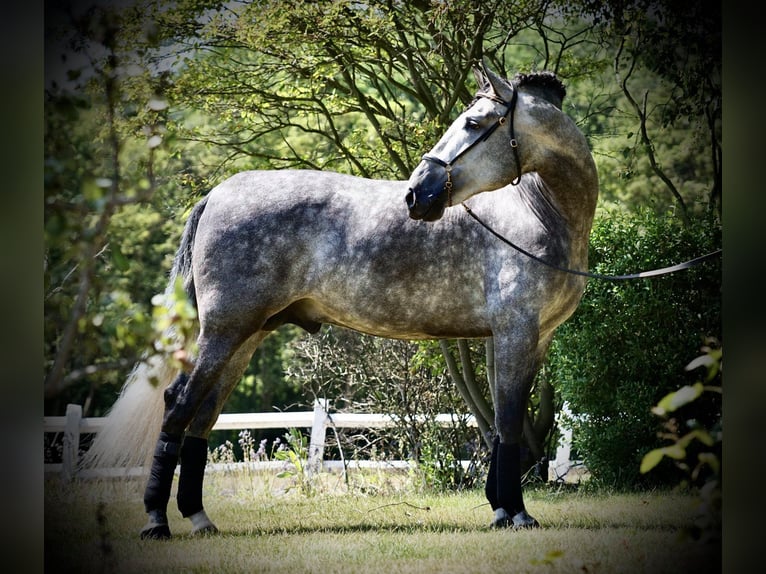 PRE Castrone 5 Anni 170 cm Grigio in Usingen