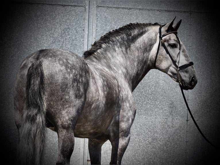 PRE Castrone 5 Anni 170 cm Grigio in Usingen