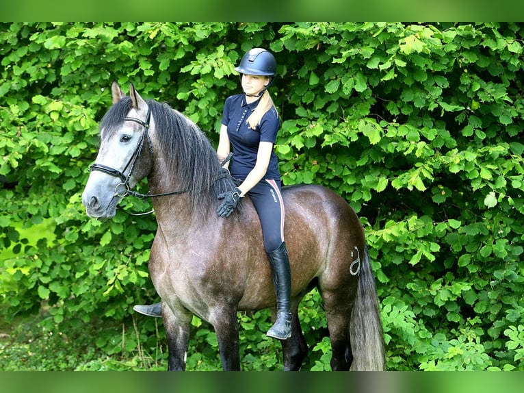 PRE Castrone 5 Anni 170 cm Grigio ferro in B&#xF6;tersen