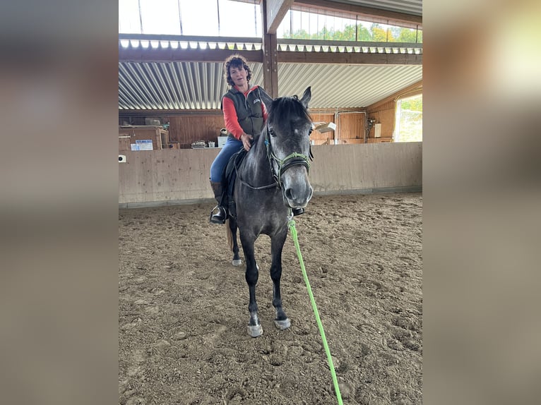 PRE Mix Castrone 5 Anni 170 cm Grigio ferro in Steinebach