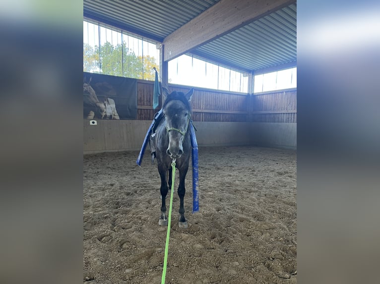 PRE Mix Castrone 5 Anni 170 cm Grigio ferro in Steinebach