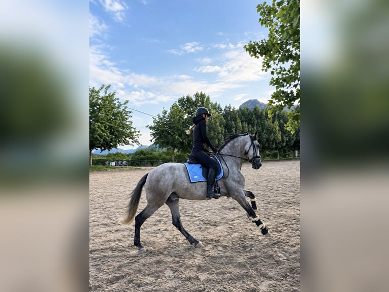 PRE Mix Castrone 5 Anni 170 cm Grigio pezzato in Gandia
