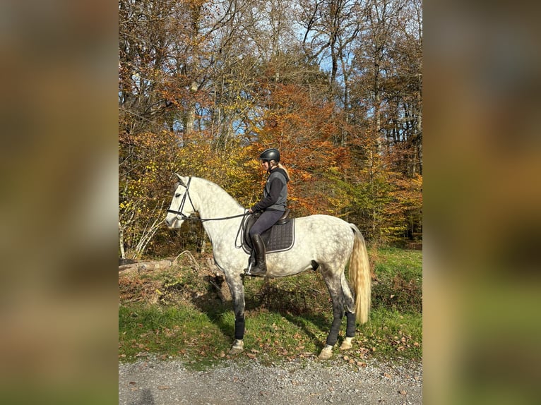 PRE Mix Castrone 5 Anni 171 cm Grigio in Charolles