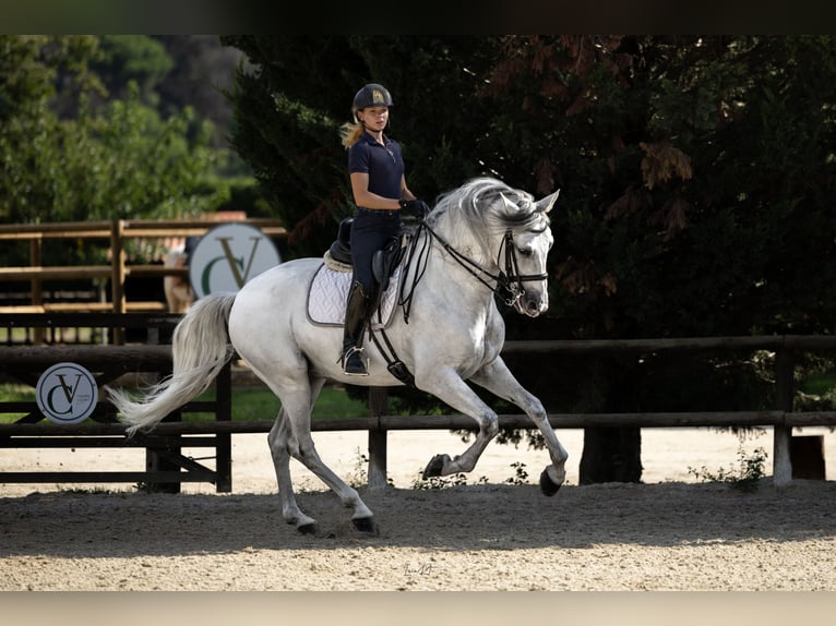 PRE Castrone 5 Anni 172 cm Grigio in Ullastrell