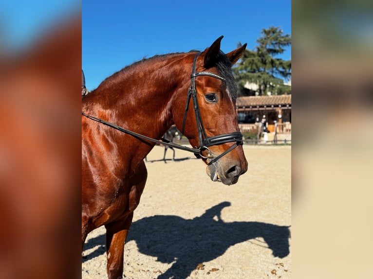 PRE Mix Castrone 5 Anni 173 cm Baio ciliegia in Santa Perpetua de Mogoda