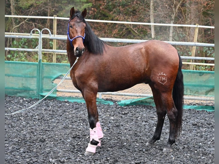 PRE Castrone 5 Anni 174 cm Baio in Niederzier