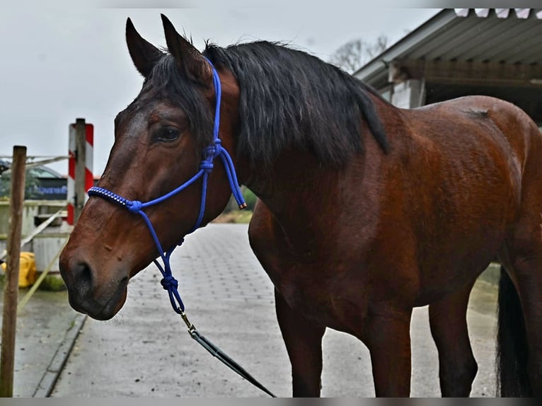 PRE Castrone 5 Anni 174 cm Baio in Niederzier