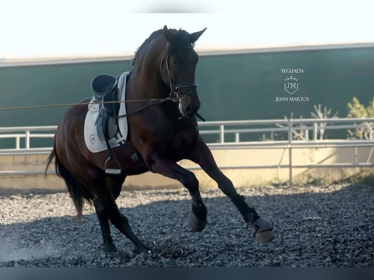 PRE Castrone 5 Anni 174 cm Baio in Niederzier