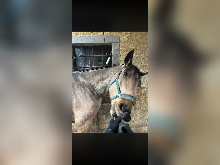 PRE Mix Castrone 5 Anni 175 cm Pelle di daino in Oberzirking