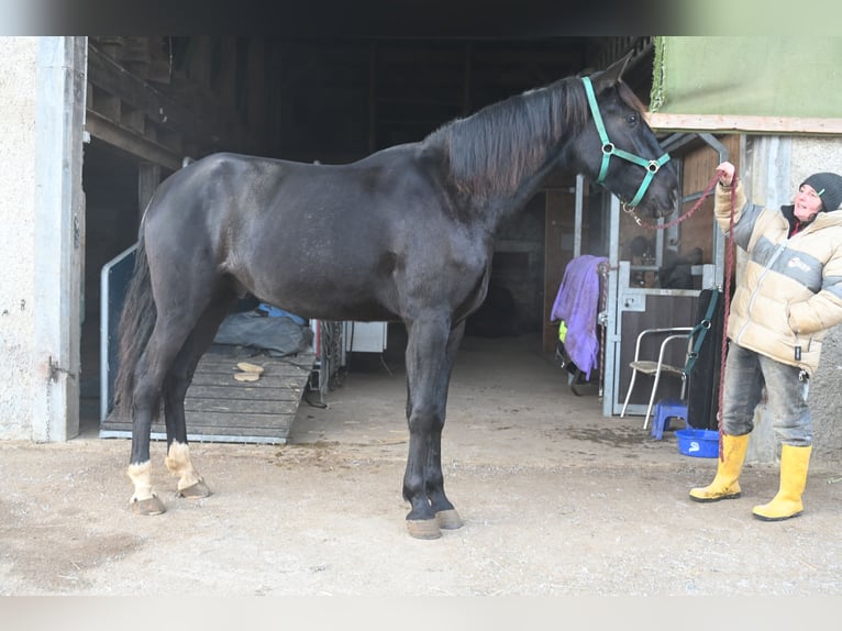 PRE Mix Castrone 5 Anni in Klettgau