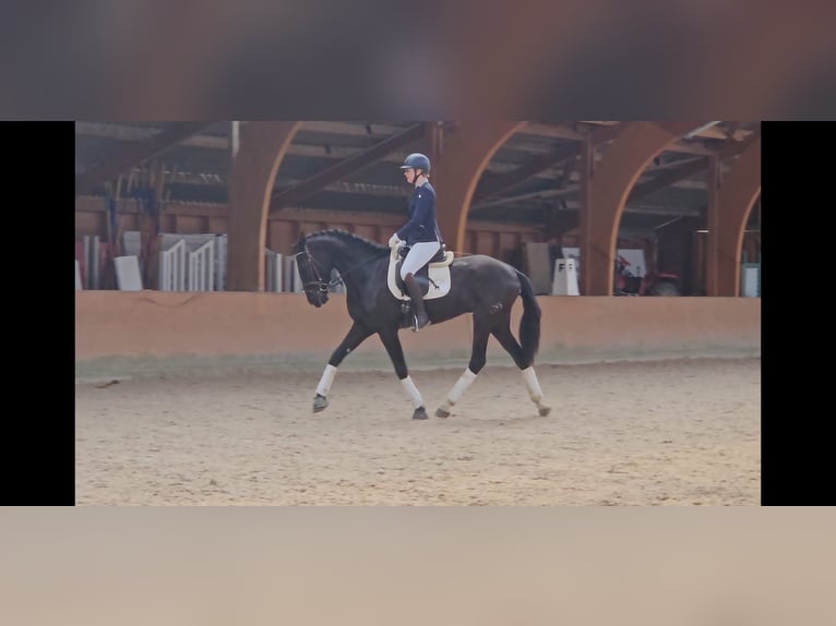 PRE Mix Castrone 5 Anni in Klettgau