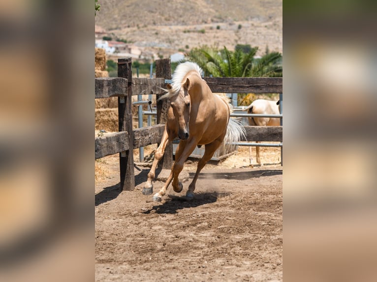 PRE Castrone 5 Anni Palomino in Almeria