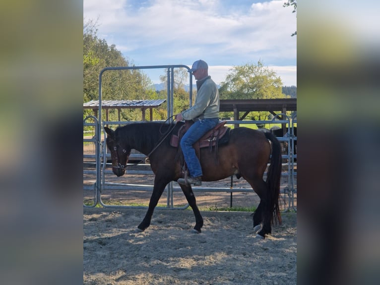 PRE Mix Castrone 6 Anni 150 cm Baio scuro in Lochen am See