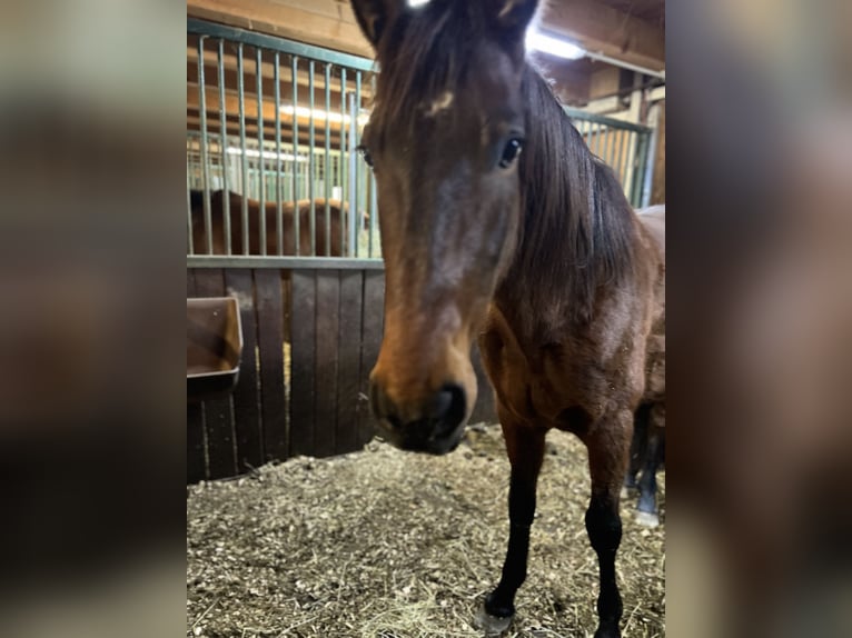 PRE Mix Castrone 6 Anni 150 cm Baio scuro in Lochen am See