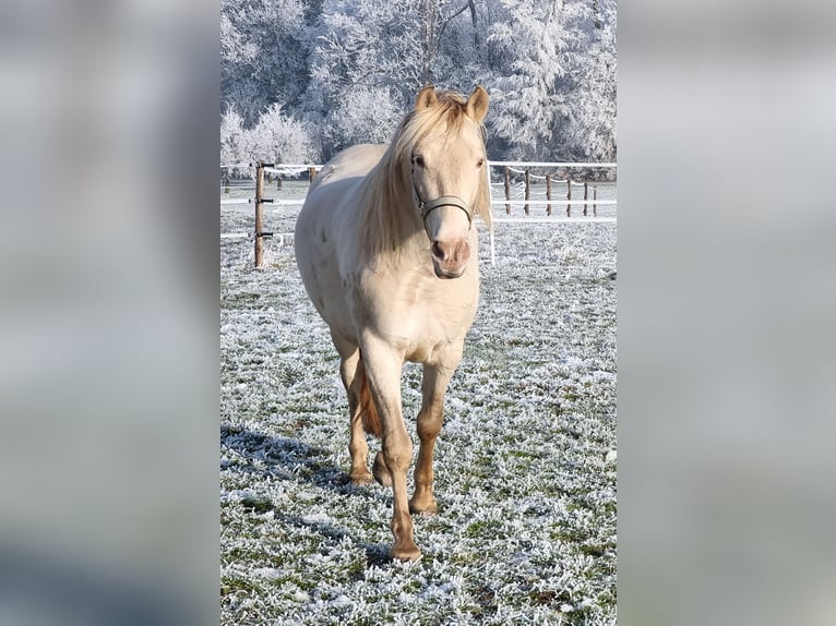PRE Mix Castrone 6 Anni 153 cm Perlino in Frauenfeld