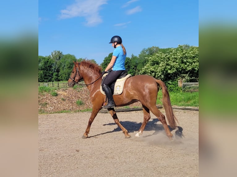 PRE Mix Castrone 6 Anni 153 cm Sauro in Karlshuld