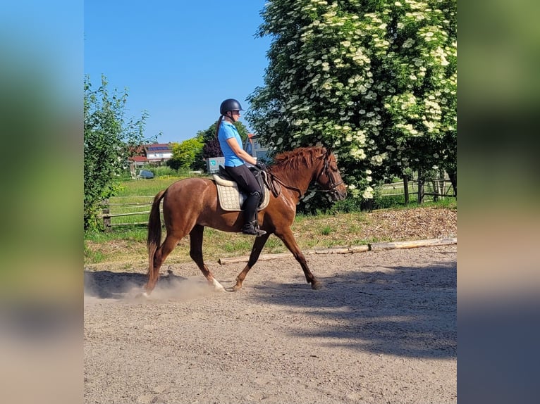 PRE Mix Castrone 6 Anni 153 cm Sauro in Karlshuld