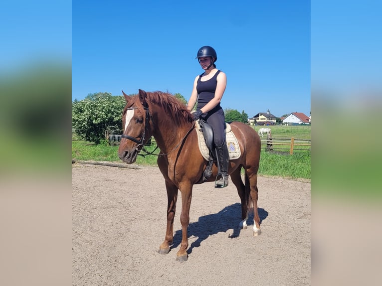 PRE Mix Castrone 6 Anni 153 cm Sauro in Karlshuld