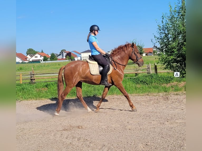 PRE Mix Castrone 6 Anni 153 cm Sauro in Karlshuld