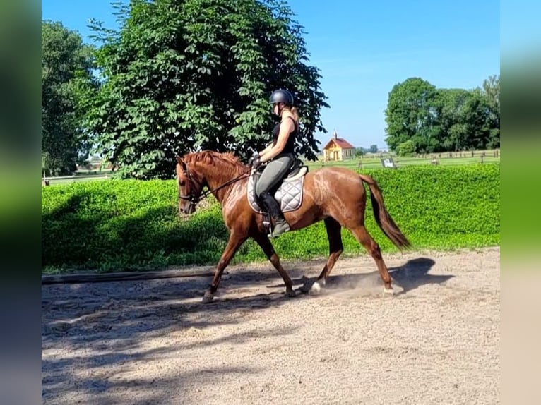 PRE Mix Castrone 6 Anni 154 cm Sauro in Karlshuld