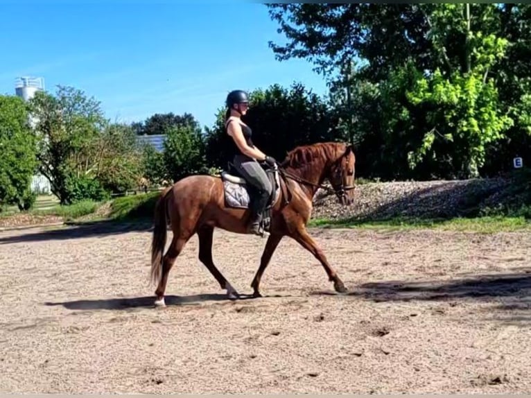 PRE Mix Castrone 6 Anni 154 cm Sauro in Karlshuld