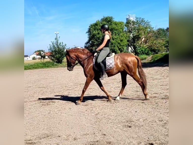 PRE Mix Castrone 6 Anni 154 cm Sauro in Karlshuld