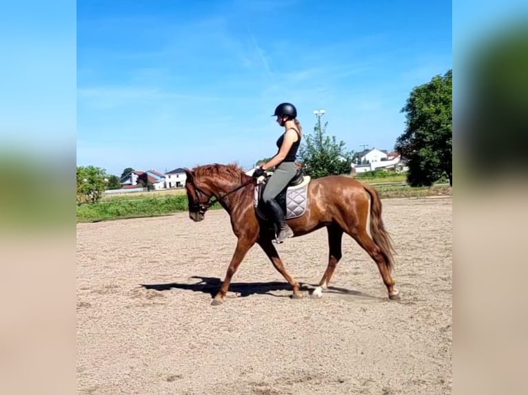 PRE Mix Castrone 6 Anni 154 cm Sauro in Karlshuld