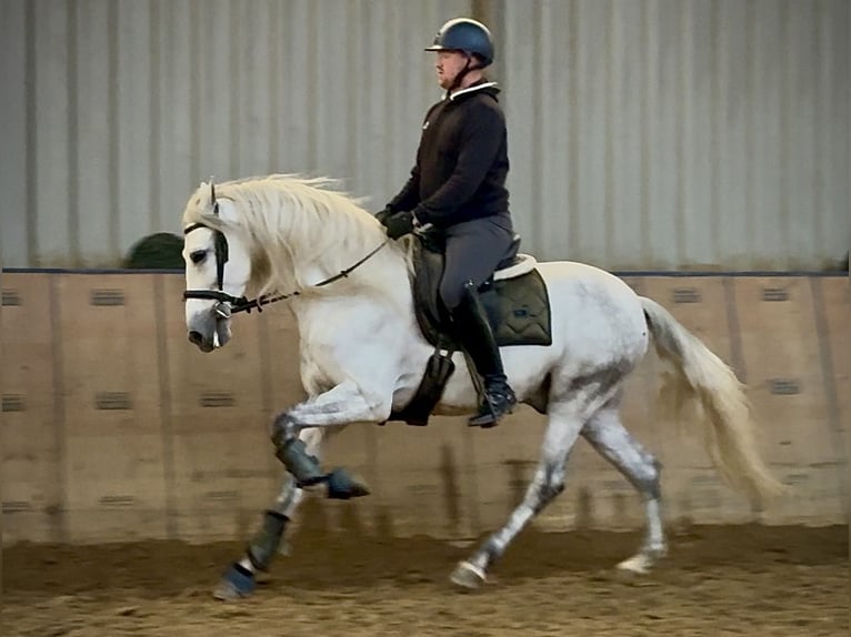 PRE Mix Castrone 6 Anni 155 cm Grigio in Neustadt (Wied)