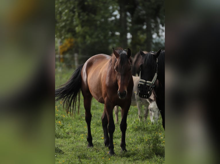 PRE Castrone 6 Anni 158 cm Baio ciliegia in Rennes