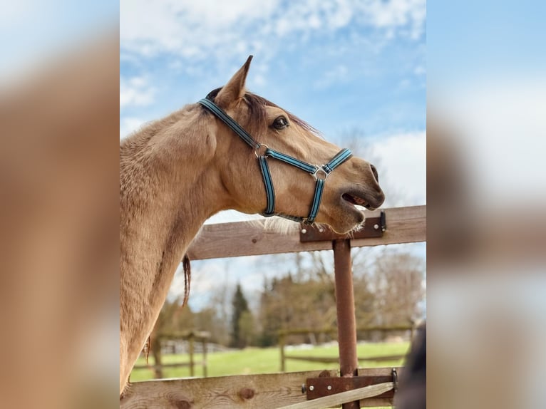 PRE Mix Castrone 6 Anni 158 cm Falbo in Redl