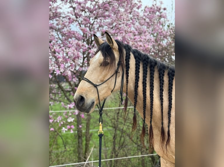 PRE Mix Castrone 6 Anni 158 cm Falbo in Redl