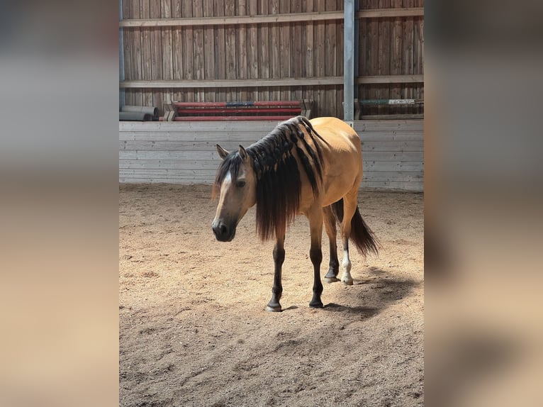 PRE Mix Castrone 6 Anni 158 cm Falbo in Redl