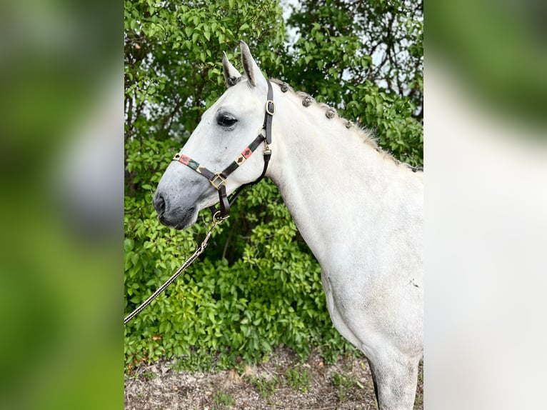 PRE Castrone 6 Anni 158 cm Grigio in Avesta