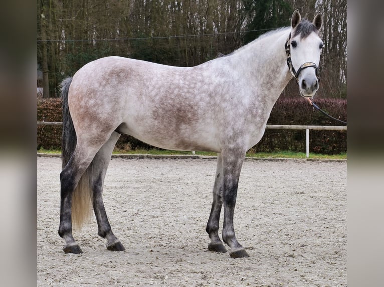PRE Castrone 6 Anni 158 cm Grigio in Neustadt (Wied)