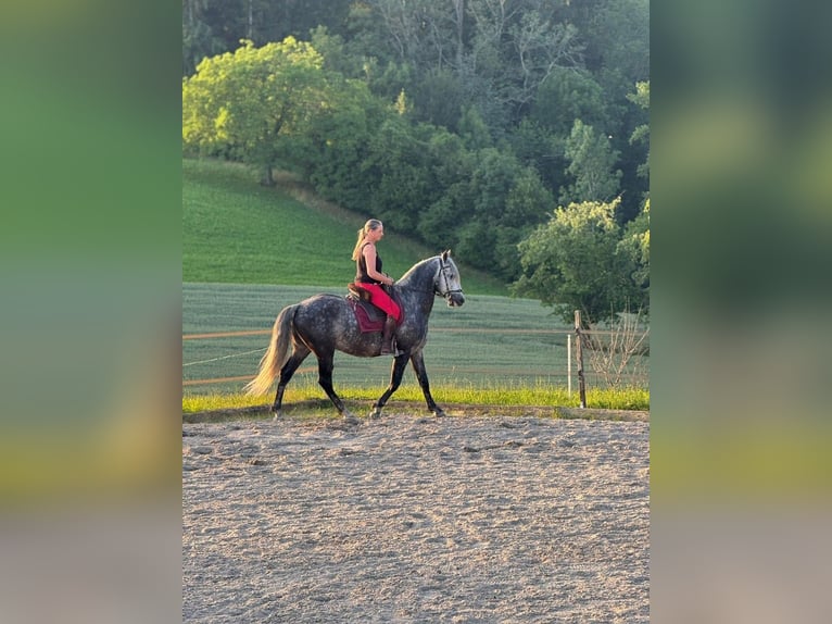 PRE Castrone 6 Anni 158 cm Grigio pezzato in Aeugst am Albis