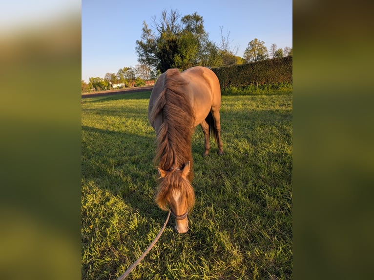 PRE Mix Castrone 6 Anni 159 cm Champagne in Verl