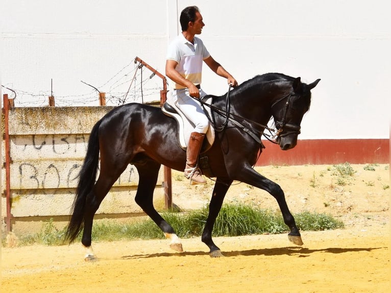 PRE Castrone 6 Anni 159 cm Morello in Provinz Cordoba