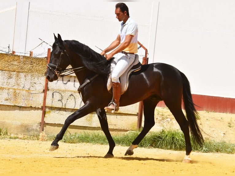 PRE Castrone 6 Anni 159 cm Morello in Provinz Cordoba