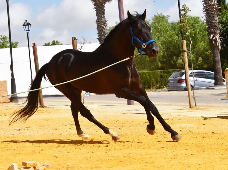 PRE Castrone 6 Anni 159 cm Morello in Provinz Cordoba