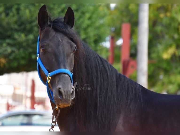 PRE Castrone 6 Anni 159 cm Morello in Provinz Cordoba