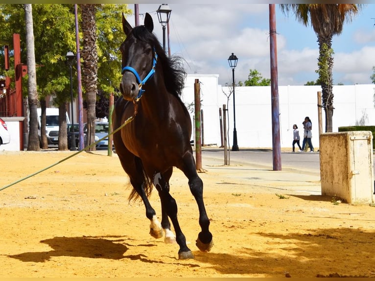 PRE Castrone 6 Anni 159 cm Morello in Provinz Cordoba