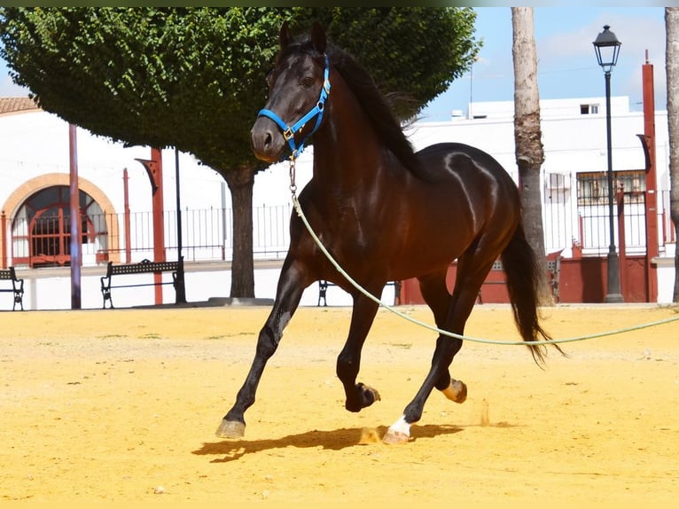 PRE Castrone 6 Anni 159 cm Morello in Provinz Cordoba