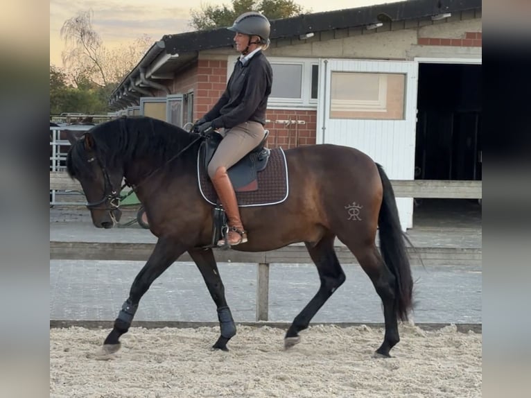 PRE Mix Castrone 6 Anni 160 cm Baio scuro in Hürtgenwald