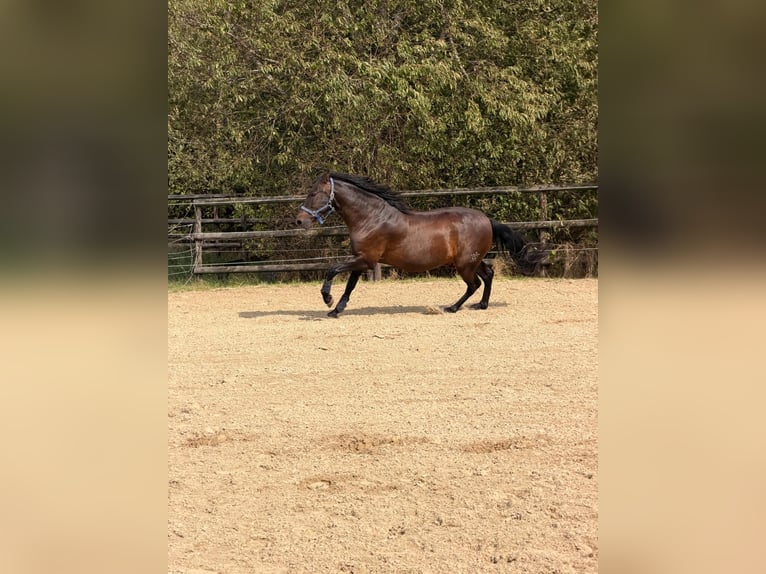 PRE Mix Castrone 6 Anni 160 cm Baio scuro in Hürtgenwald
