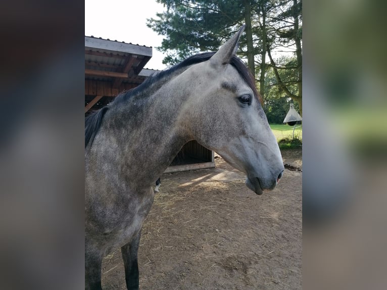 PRE Mix Castrone 6 Anni 160 cm Falbo baio in Lichtenberg