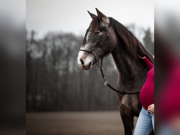 PRE Mix Castrone 6 Anni 160 cm Falbo baio in Lichtenberg